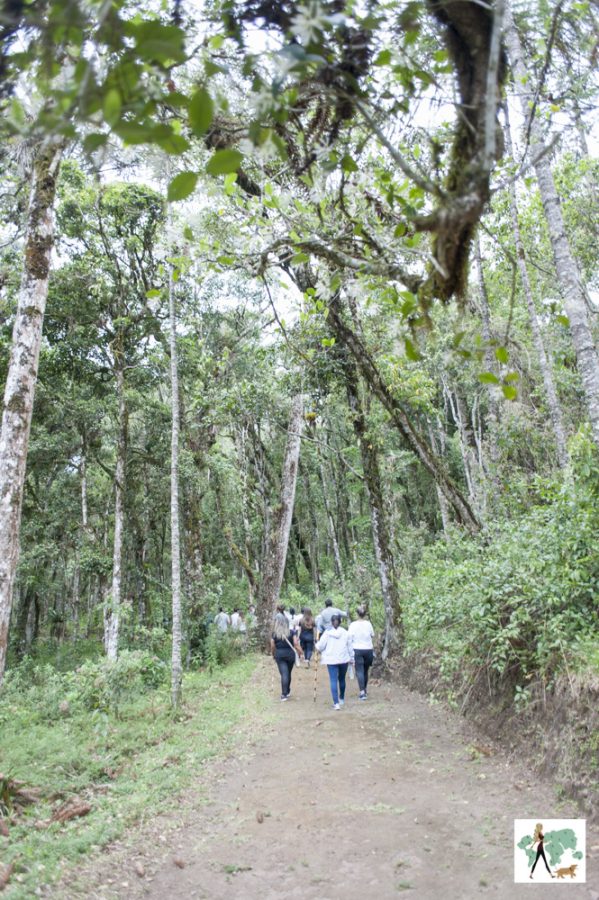 Surya-Pan em Campos do Jordão pessoas caminhando em trilha no meio da mata