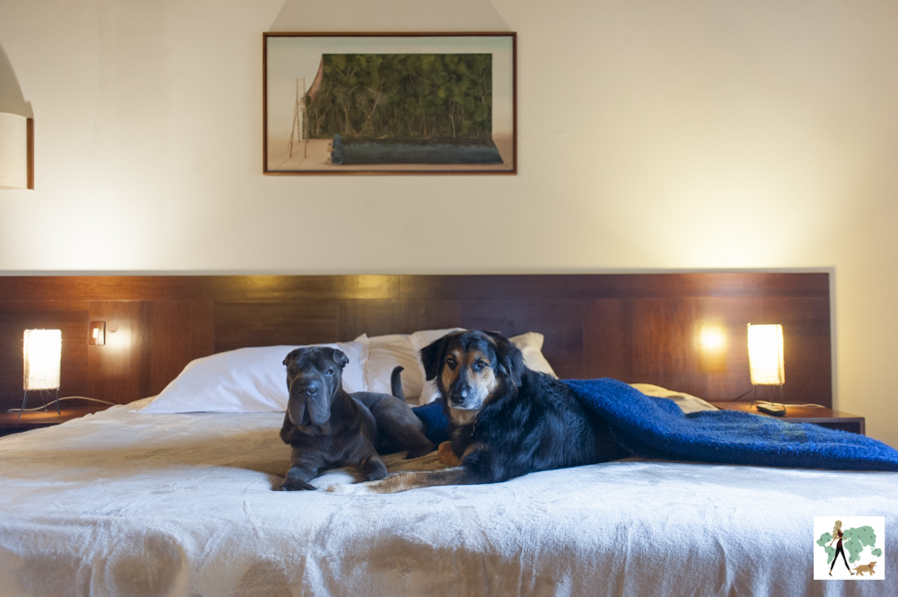 hotel pet friendly em Campos