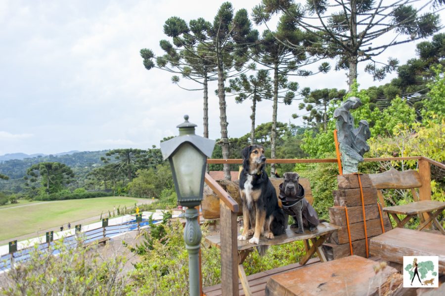 Surya-Pan em Campos do Jordão cachorros sentados em banco de hotel