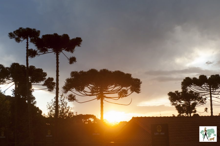 Surya-Pan em Campos do Jordão Pôr do sol entre as araucárias
