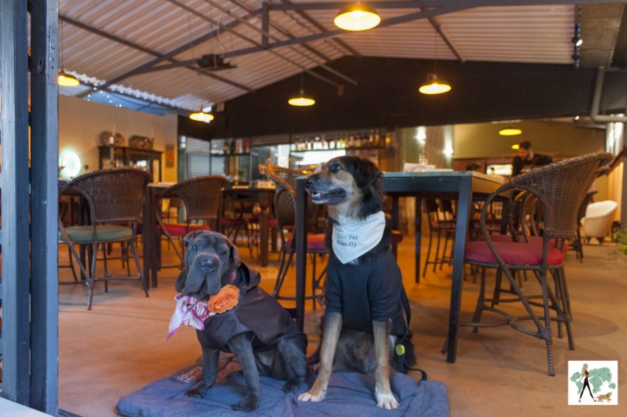 cachorros sentados na porta da pizzaria Tutta Pizza