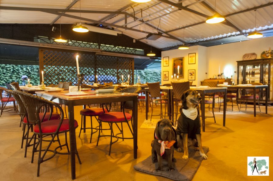 cachorros sentados dentro da pizzaria Tutta