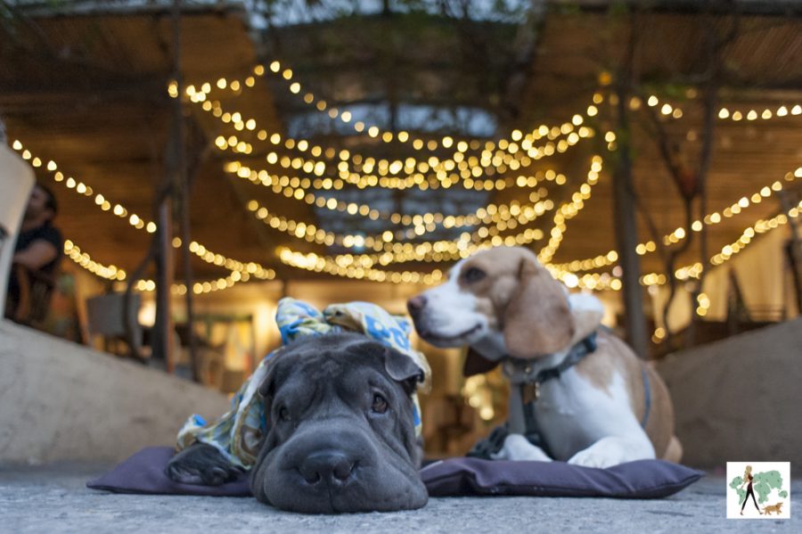 cachorros deitados com luzinhas acessas ao fundo no Vie Rose pet friendly