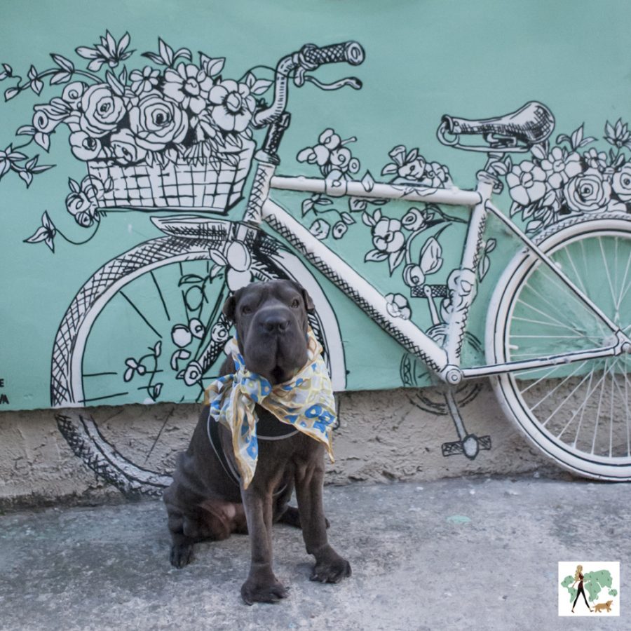 cachorro sentado com bicicleta pintada na parede 