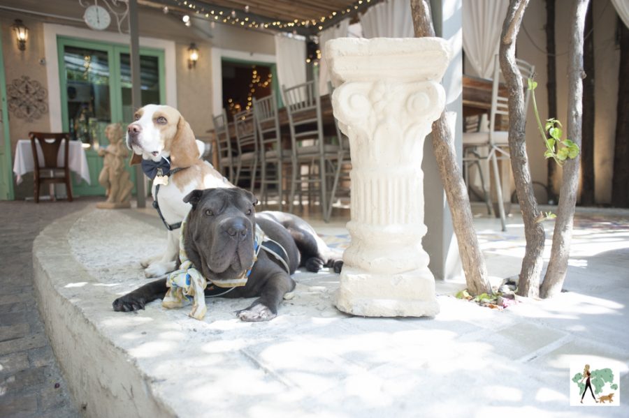 cachorros sentados no restaurante Vie Rose pet friendly