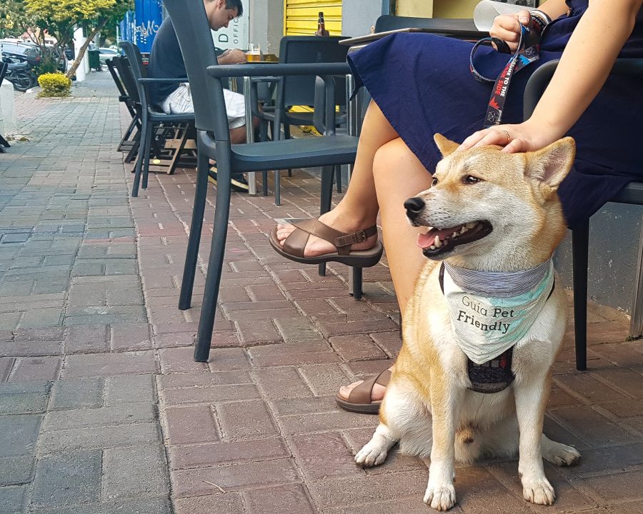 cachorro sentado na calçada de bar ao lado de dona no Huevos de Oro pet friendly