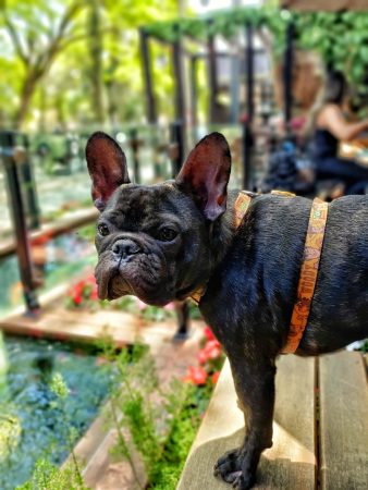 cachorro bulldog olhando para o lado