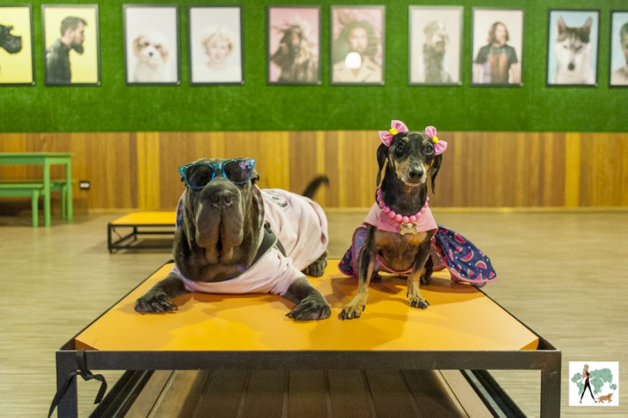 cachorros no ClubCão do Tietê Plaza