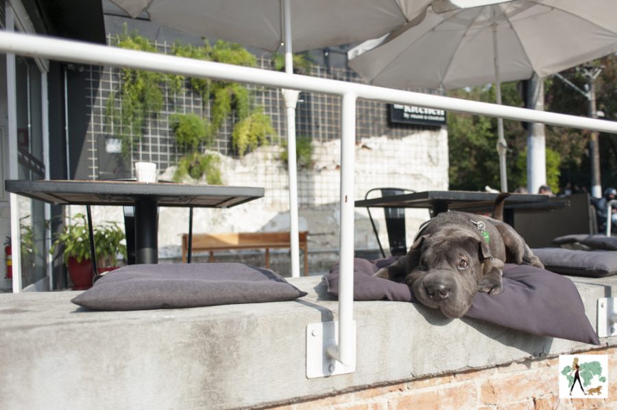 cachorro deitado no deque de restaurante The Kitchen pet friendly