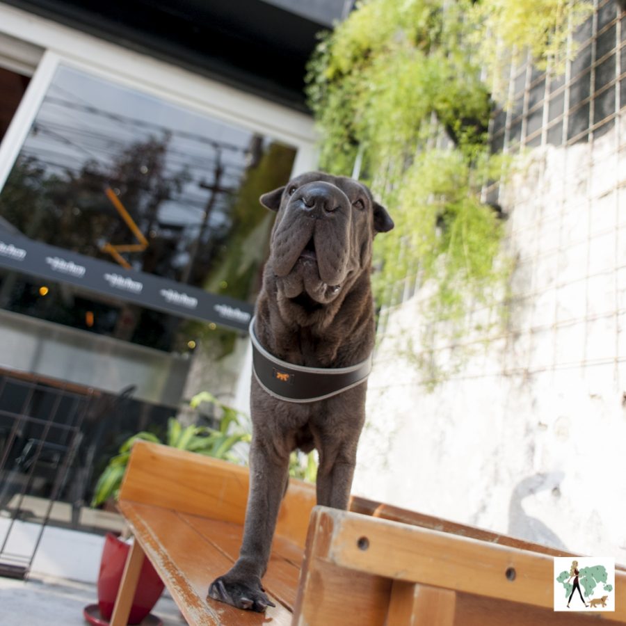 cachorro no restaurante The Kitchen pet friendly