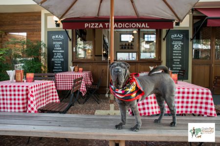cachorro sentado em cima de banco de pizzaria Bráz