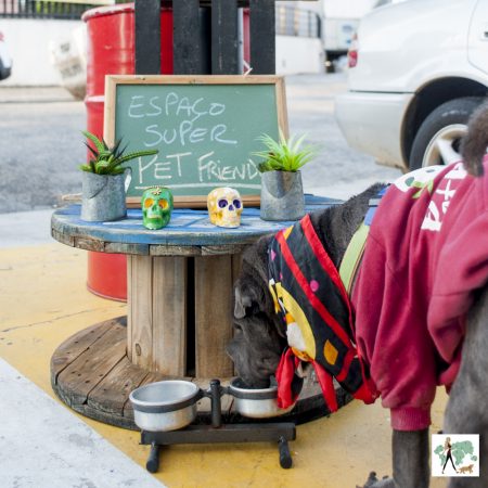 cachorro bebendo água em restaurante pet friendly