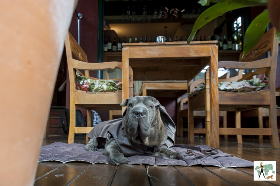 cachorro sentado em cima de colchonete em restaurante