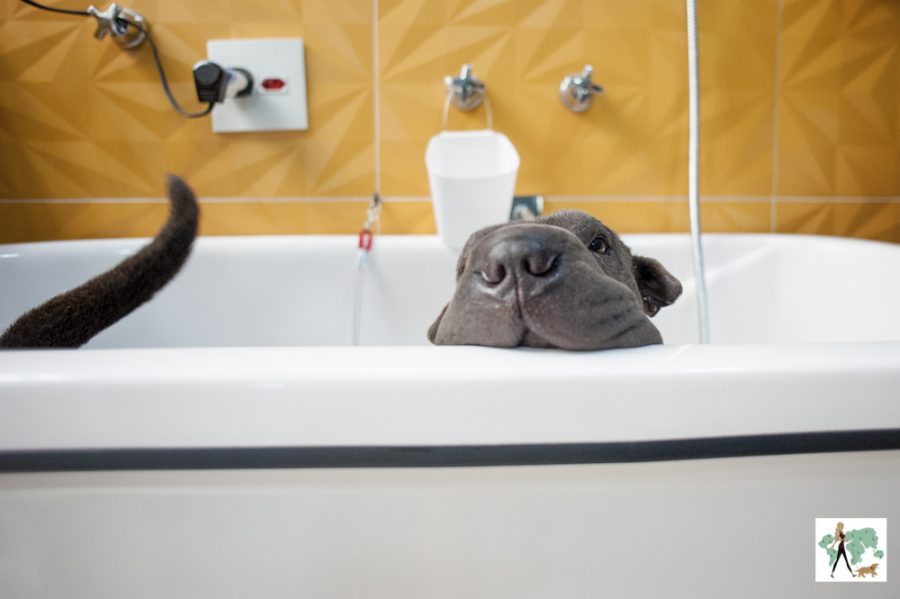 cachorro dentro de banheira com o fuço para fora 