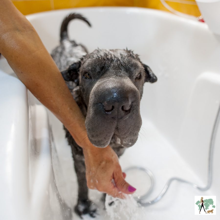 cachorro tomando banho dentro de banheira