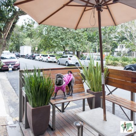 cachorro em cima de parklet