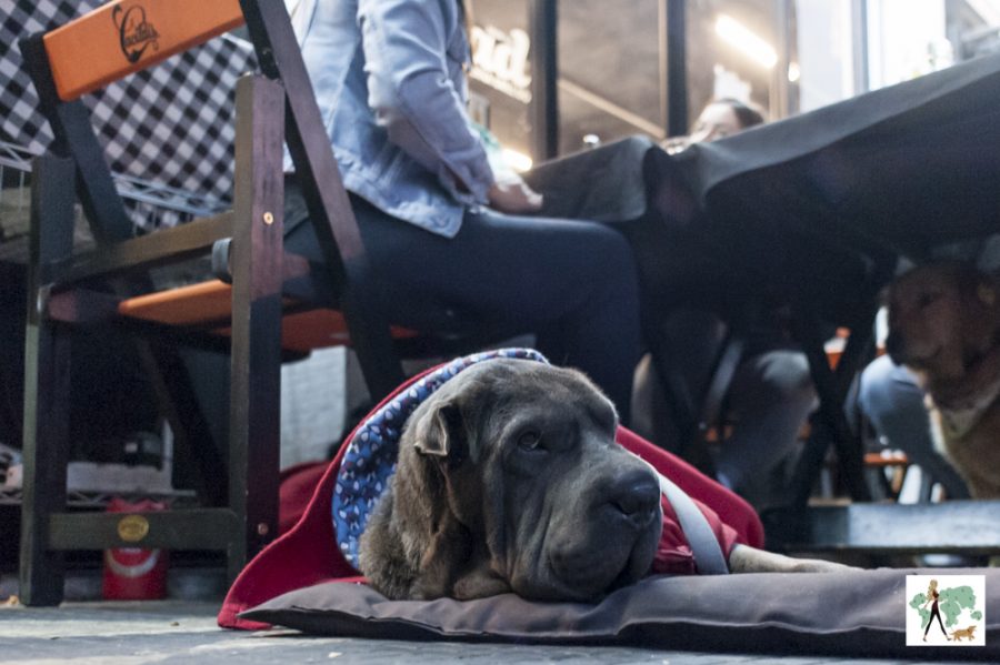 cachorro sentado em cima de colchonete