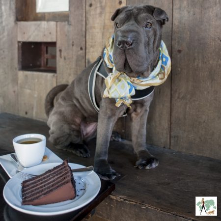 cachorro sentado em de banco ao lado de bolo de chocolate
