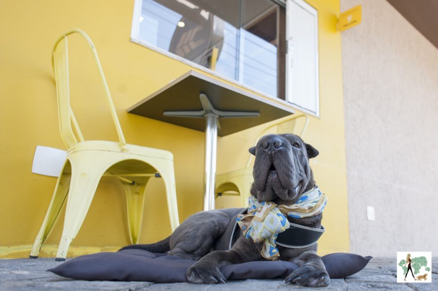 cachorro sentado em cima de colchonete