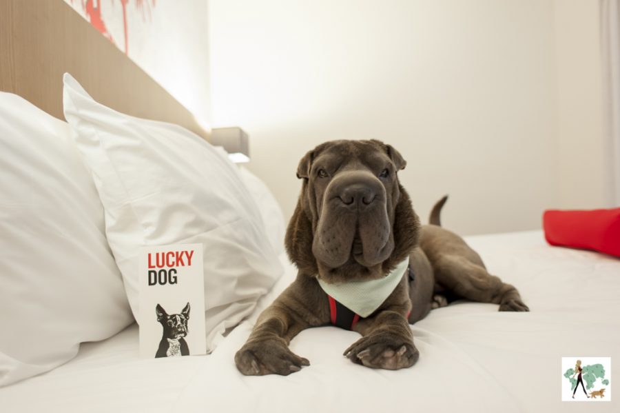 cachorro deitado em cama de hotel
