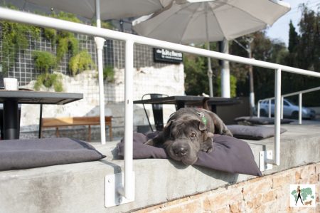 cachorro deitado em cima de banco