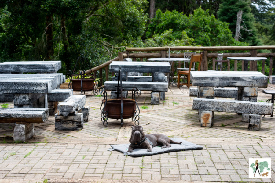 cachorros no Rancho La Florida em Campos do Jordão