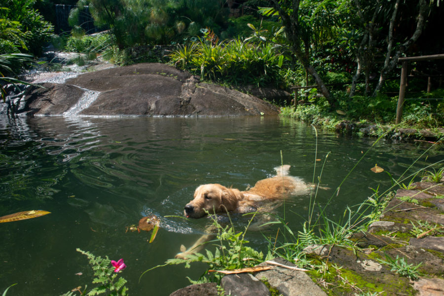 Pousada pet friendly Ilhabela