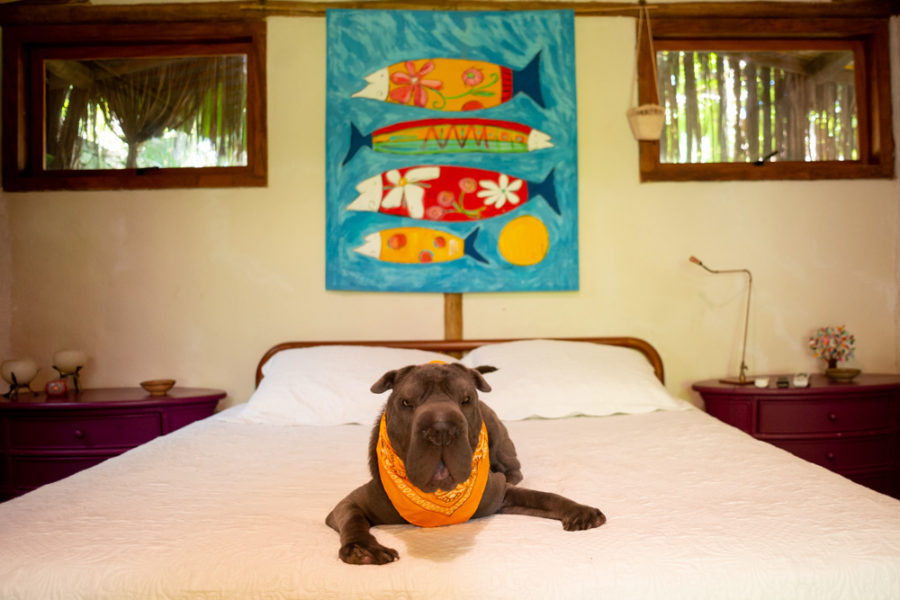 Pousada pet friendly Ilhabela