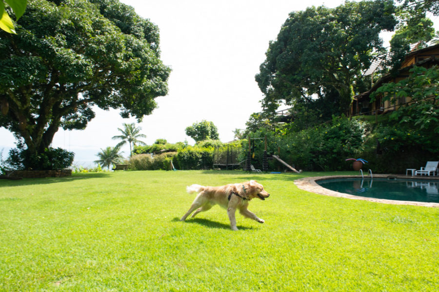 Pousada pet friendly Ilhabela