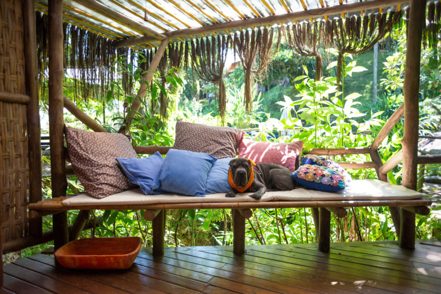 Pousada pet friendly Ilhabela