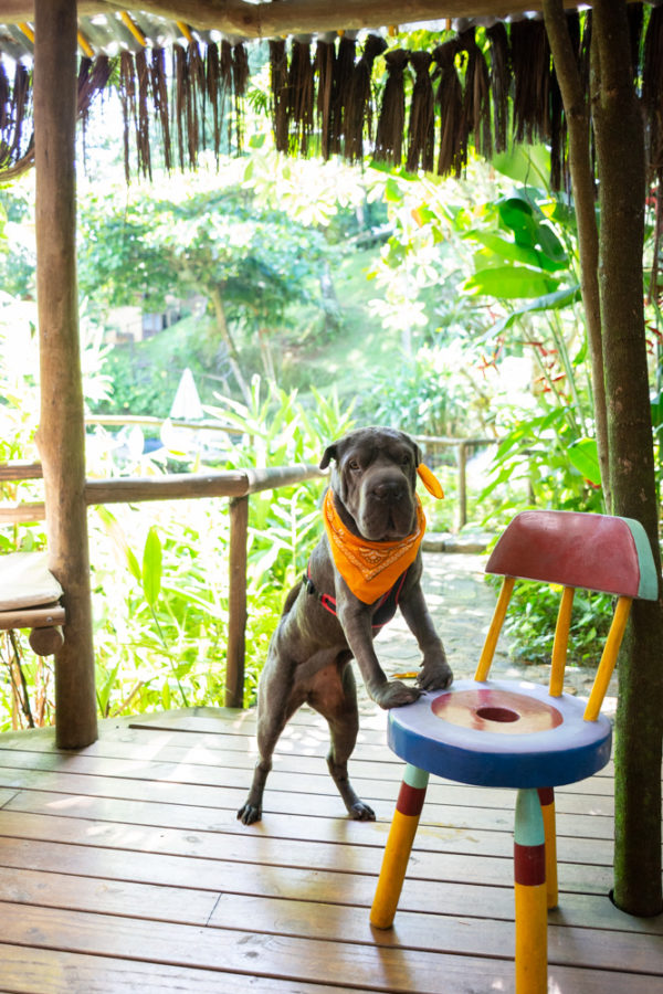 Pousada pet friendly Ilhabela