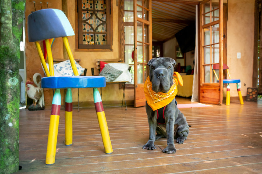 Pousada pet friendly Ilhabela