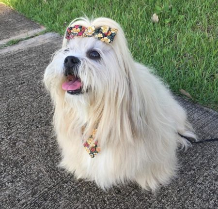 Capa para banco da frente de carro pets - Camas para Cachorros Lassie