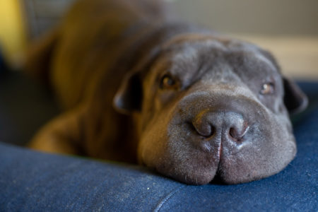 Pet Friendly em Moema