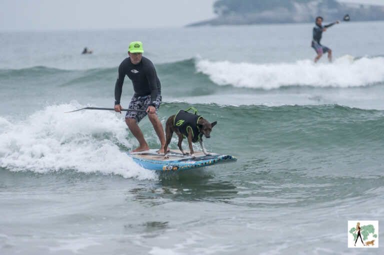 Parafina: O cão que adotou o surfista