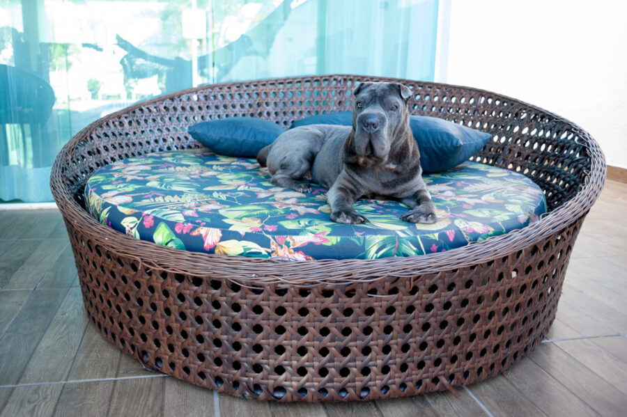 Casa pet friendly em Maresias