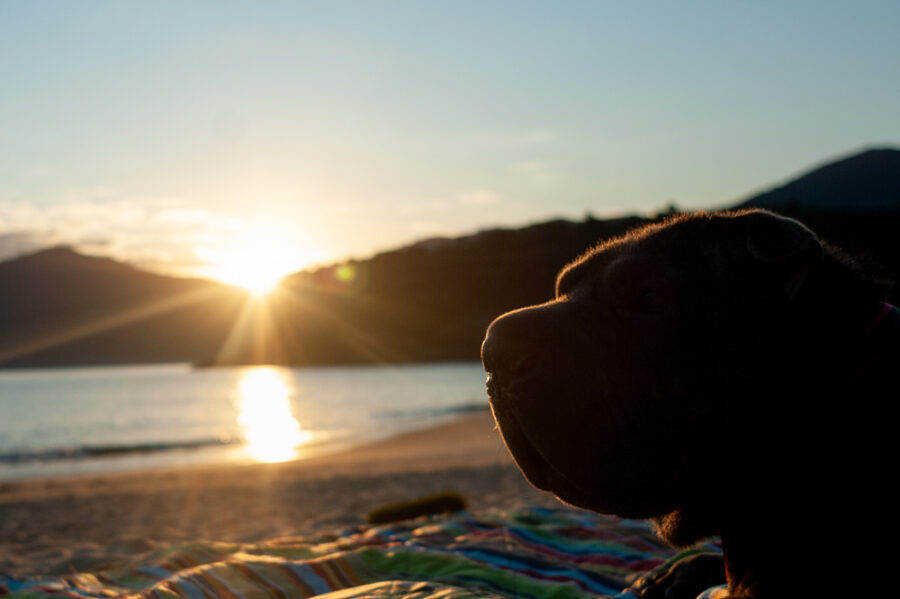 Casa pet friendly em Maresias