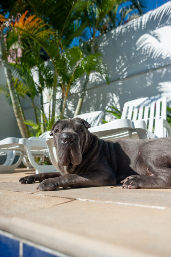 Casa pet friendly em Maresias