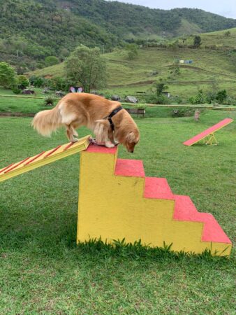 Pousada pet friendly no Rio de Janeiro