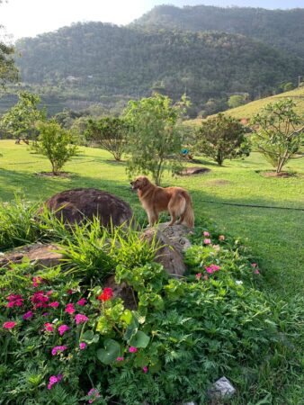 Pousada pet friendly no Rio de Janeiro