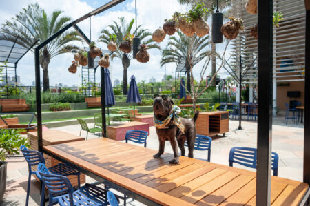 Praça de alimentação pet friendly
