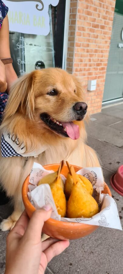 Onde comer em Floripa com os cachorros