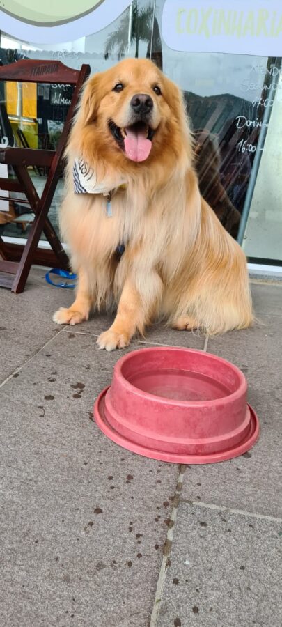 Onde comer em Floripa com os cachorros