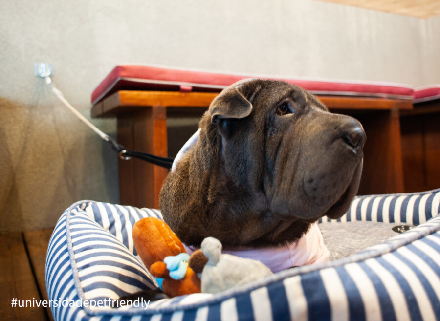 Pet friendly em Americana