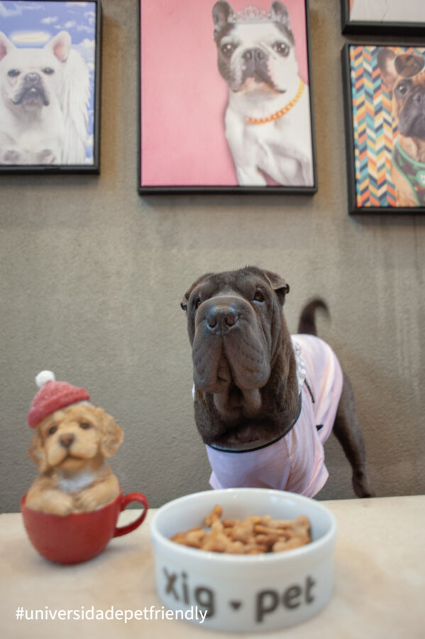 Pet friendly em Americana