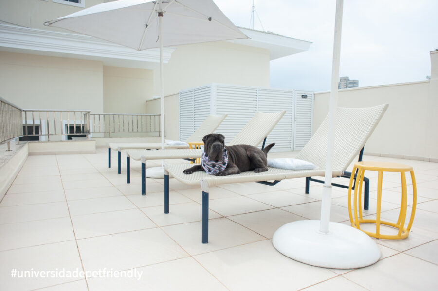 Hotel que aceita pets no Guarujá