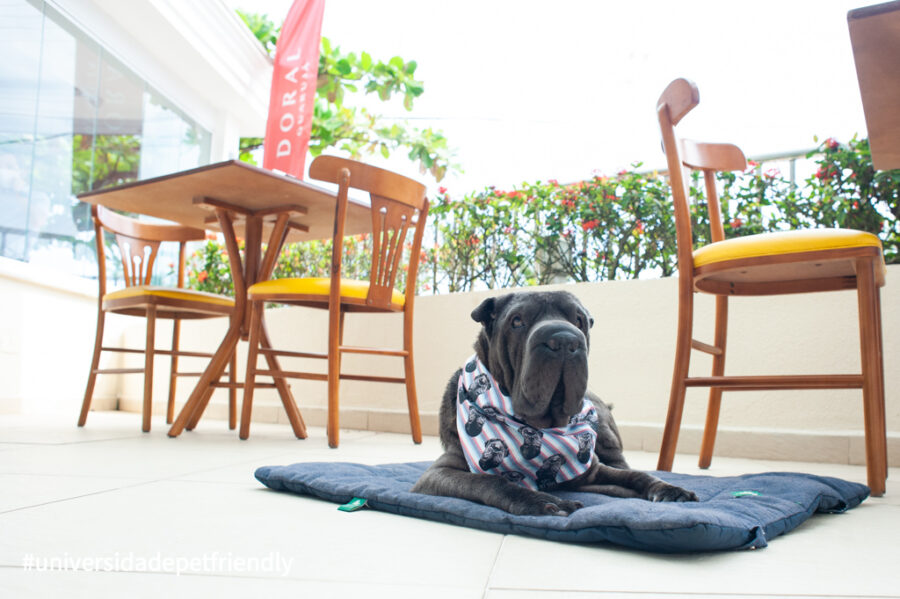 Hotel que aceita pets no Guarujá