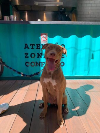 Pet friendly na zona leste