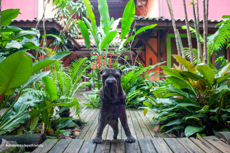Pousada pet friendly em Camburi