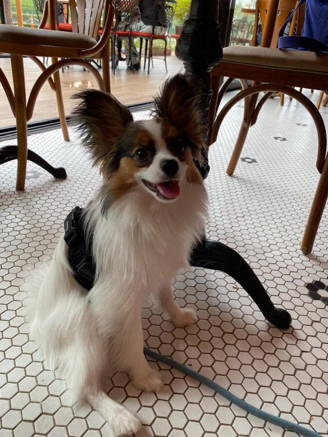 Restaurante pet friendly em Campinas